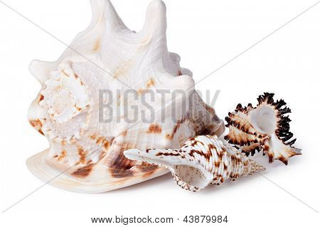 Cockleshell ทะเลบนพื้นหลังสีขาว