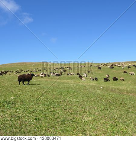 Sheeps Walk Along The Mountain Range At Early Autumn
