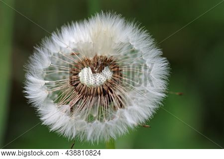 Goatsbeard, Tragopogon Pratensis, Flower Seed Head Close Up With Feathery Seeds Breaking Off And A B