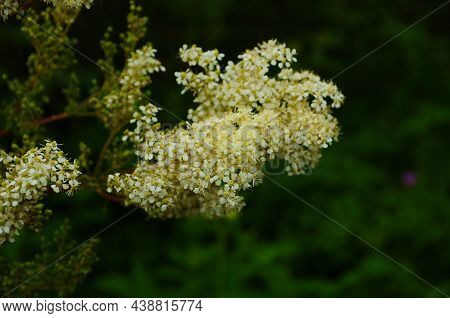 Close-up: White Meadowsweet Flowers On A Background Of Green