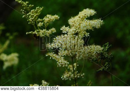 Close-up: White Meadowsweet Flowers On A Background Of Green