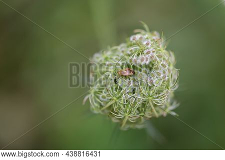 A Bug On A Plant. Portrait Of A Bug.