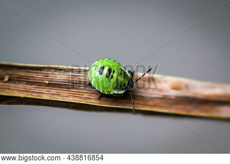 A Macro Of A Beetle, Possibly A Larva Of A Ladybug On A Plant.