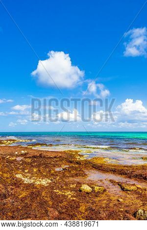Very Disgusting Red Seaweed Sargazo Beach Playa Del Carmen Mexico.