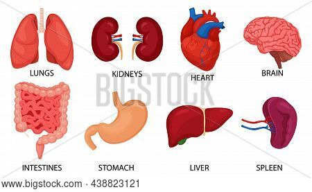 Human Internal Organs Set. Brain, Heart, Lungs, Stomach, Intestines, Kidneys, Liver, Spleen Isolated