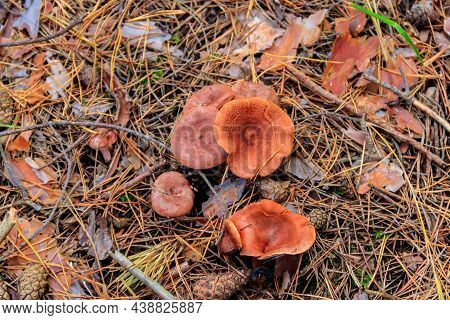 Saffron Milkcap Or Pine Mushrooms (lactarius Deliciosus) In Pine Forest At Autumn