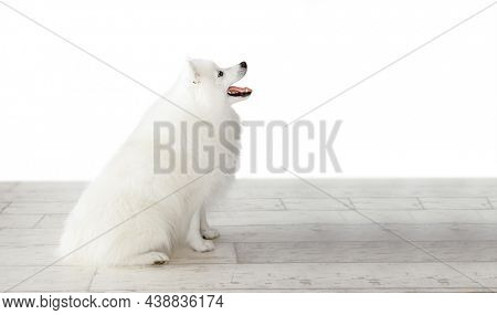 white japanese spitz dog sitting on wooden floor isolated over white background, purebread puppy studio photo. 