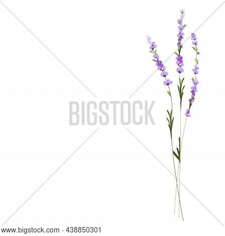 Lavender Vector Stock Illustration. Purple Flowers. A Delicate Bouquet For A Wedding Invitation. Fra