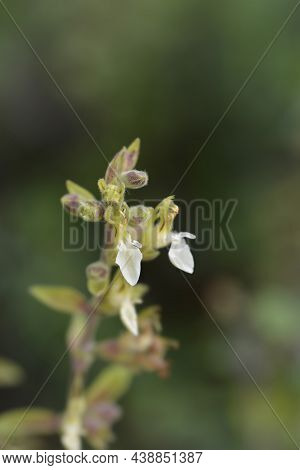 Yellow Germander Flower - Latin Name - Teucrium Flavum