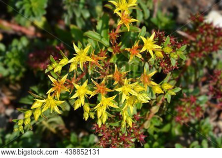 Orange Stonecrop Weihenstephaner Gold Flowers - Latin Name - Sedum Kamtschaticum Var. Floriferum Wei