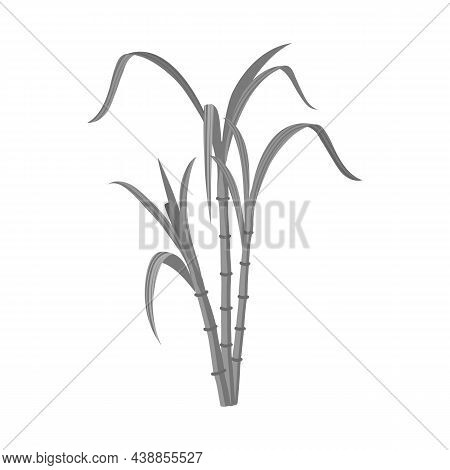 Vector Illustration Of Reeds And Leaf Icon. Graphic Of Reeds And Sugar Stock Vector Illustration.