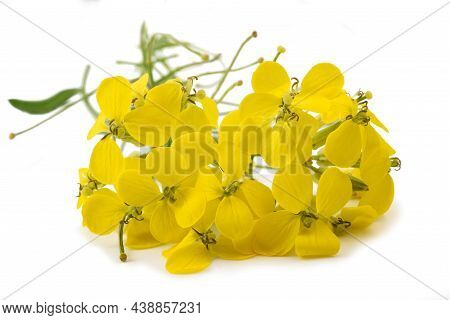 Yellow Wallflowers Isolated On A White Background