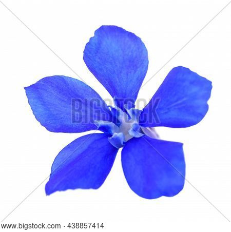 Snow Gentian Flower Isolated On White Background