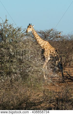 Cute Brown Giraffe Eating Leaves From Of A Tree. Erindi National Park, Namibia, Africa