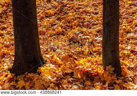 The Lower Part Of The Tree Trunks Covered With Yellow Leaves. High Quality Photo
