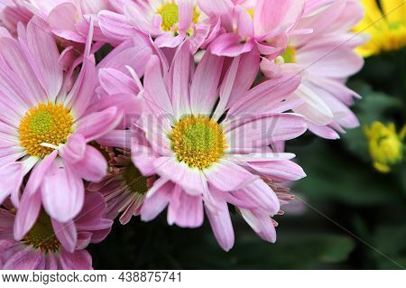 Closeup Of Pink And Yellow Chrysanthemums In Bloom