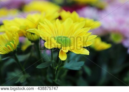 Closeup Background Of Yellow And Green Centered Mums