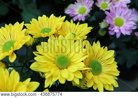 Closeup Background Of Yellow And Green Centered Mums