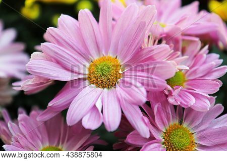 Closeup Of Pink And Yellow Chrysanthemums In Bloom