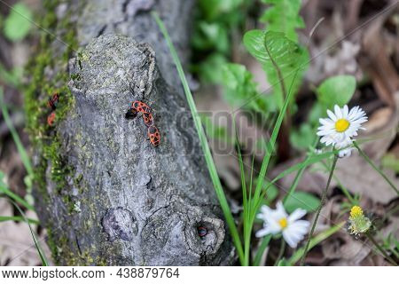 Selective Blur On A Group Of European Firebugs Invading And Infesting A Dead Wooden Tree. Also Calle