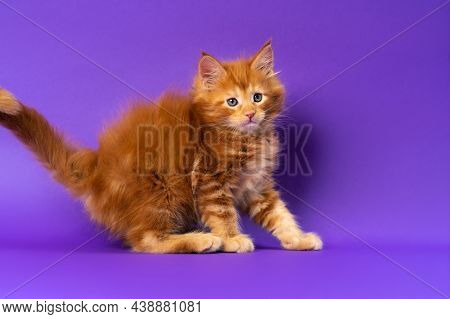 Portrait Of Red Classic Tabby Maine Coon Cat On Purple Background Looking Away Warily And Lifting Ta