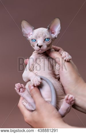 Veterinarian Of Cattery Is Holding Kitten Of Canadian Sphynx Breed In Hands. Kitten With Blue Eyes, 