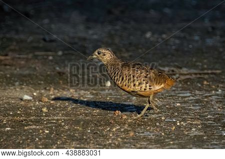 Image Of Barred Buttonquail (turnix Suscitator) On Nature Background. Bird, Animals.