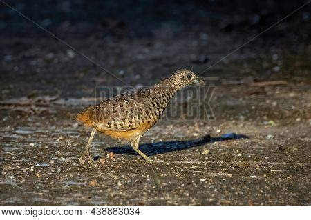 Image Of Barred Buttonquail (turnix Suscitator) On Nature Background. Bird, Animals.