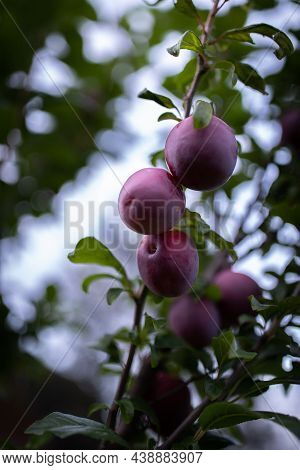 Ripe Plums On A Tree In Russia, Moscow Region. Ingathering.