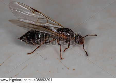 Adult Female Winged Cocktail Queen Ant Of The Genus Crematogaster