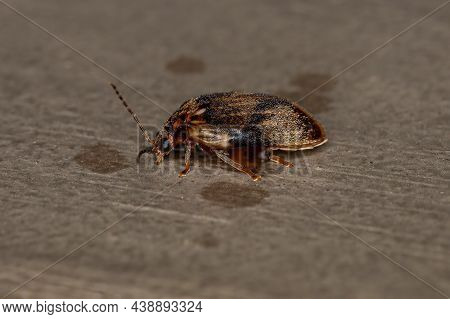 Adult Marsh Beetle Of The Genus Ora