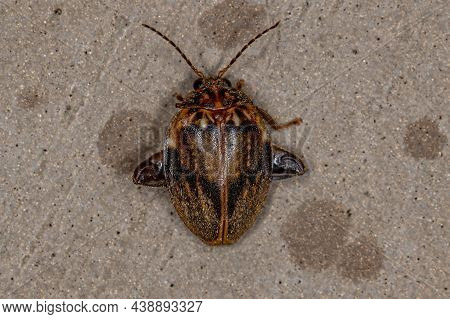 Adult Marsh Beetle Of The Genus Ora