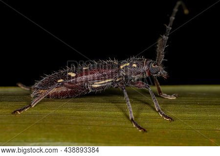 Adult Typical Longhorn Beetle Of The Species Ambonus Electus