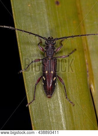 Adult Typical Longhorn Beetle Of The Species Ambonus Electus