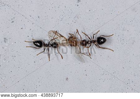 Two Adult Cocktail Ants Of The Genus Crematogaster Disputing A Piece Of Winged Ant