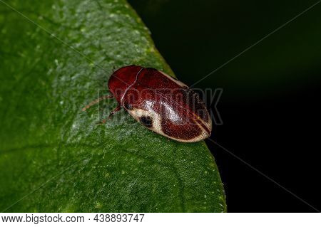 Adult Turtle Beetle Of The Species Chelonarium Ornatum
