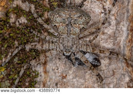 Adult Longspinneret Spider Of The Family Hersiliidae Preying On A Beetle