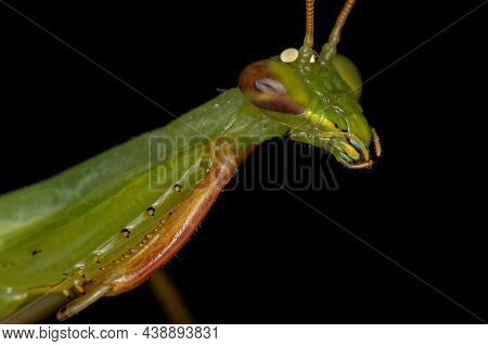 Adult Green Photinaid Mantis