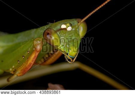 Adult Green Photinaid Mantis