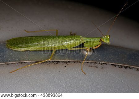Adult Green Photinaid Mantis