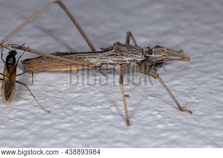 Adult Assassin Bug