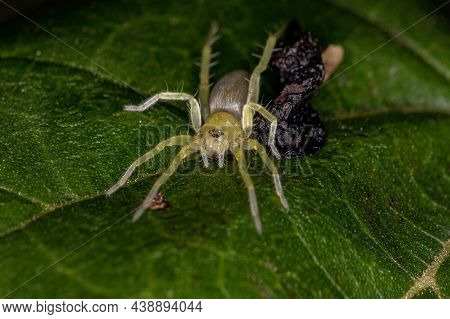 Small Green Ghost Spider Of The Family Anyphaenidae