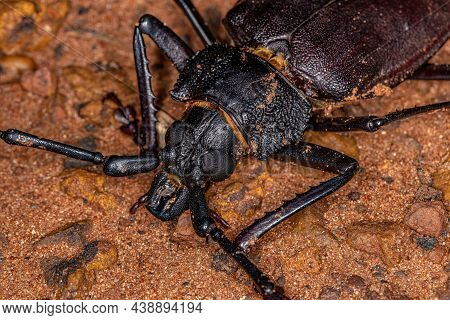 Adult Giant Prionid Beetle Of The Species Ctenoscelis Coeus