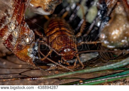 Small Wood Cockroach Nymph Of The Family Ectobiidae Inside A Cicada Eating Its Insides