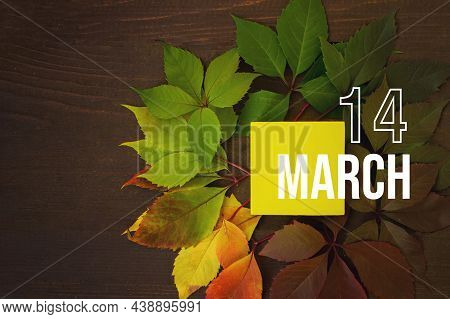 March 14th. Day 14 Of Month, Calendar Date. Autumn Leaves Transition From Green To Red With Calendar