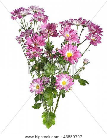 rosa chrysanthemum på vit bakgrund