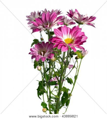 rosa chrysanthemum på vit bakgrund
