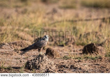 Laggar Falcon Or Falco Jugger Portrait At Desert National Park Jaisalmer India