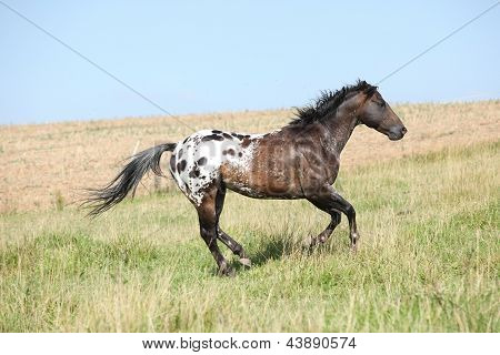 Execução de garanhão Appaloosa agradável