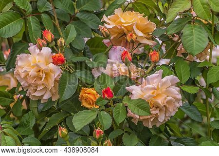 Rose Gallica Var. Conditorum Dieck Conditorum. Selected Sorts Of Exquisite Roses For Parks, Gardens,